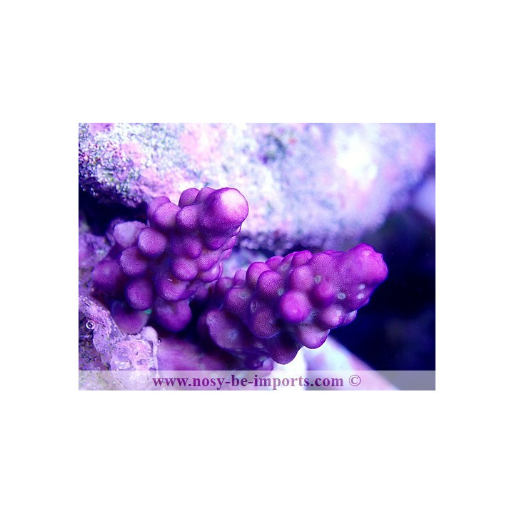 Acropora cerealis violet USA WYSIWYG