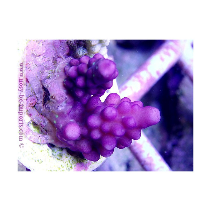 Acropora cerealis violet USA WYSIWYG