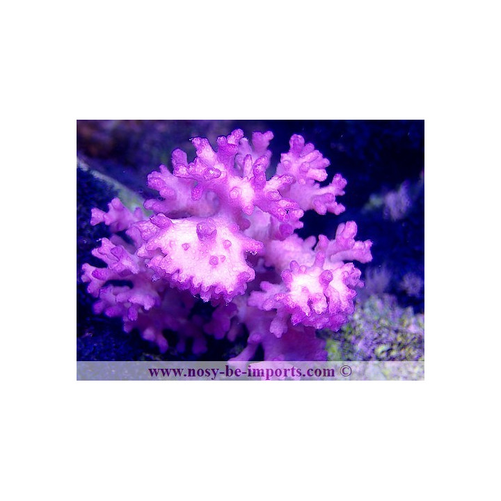 Pocillopora damicornis rose WYSIWYG