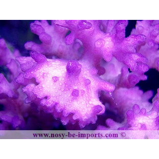 Pocillopora damicornis rose WYSIWYG