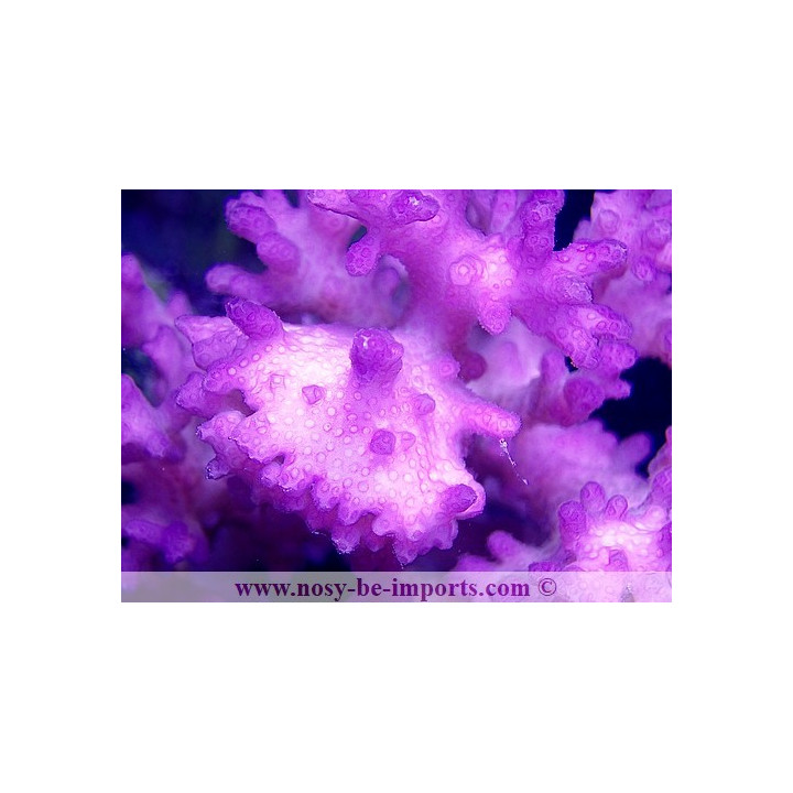 Pocillopora damicornis rose WYSIWYG