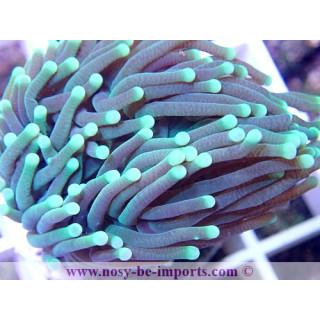 Euphyllia glabrescens vert Premium WYSIWYG