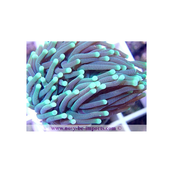 Euphyllia glabrescens vert Premium WYSIWYG