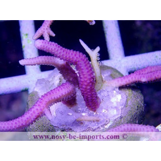 Seriatopora hystrix rose bouture WYSIWYG