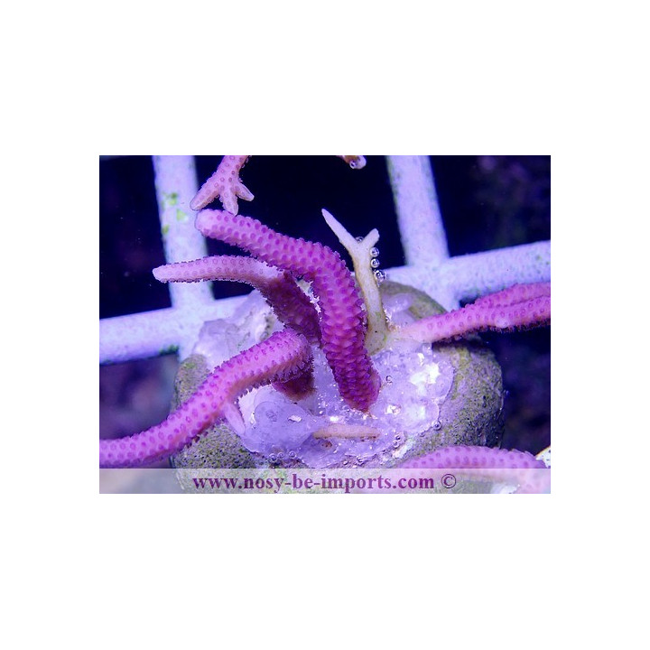 Seriatopora hystrix rose bouture WYSIWYG