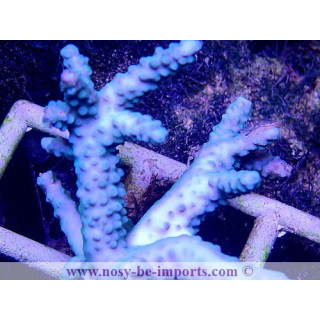 Acropora parilis bleu (Indo) WYSIWYG