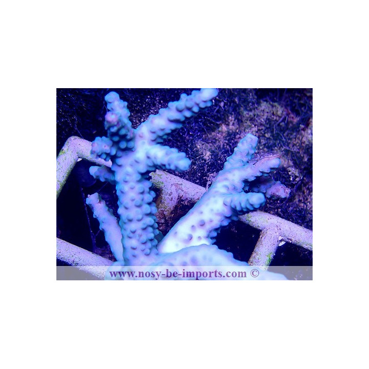 Acropora parilis bleu (Indo) WYSIWYG