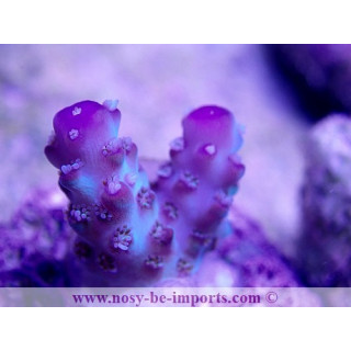 Acropora sp. USA WYSIWYG S