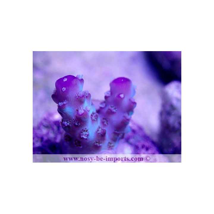 Acropora sp. USA WYSIWYG S