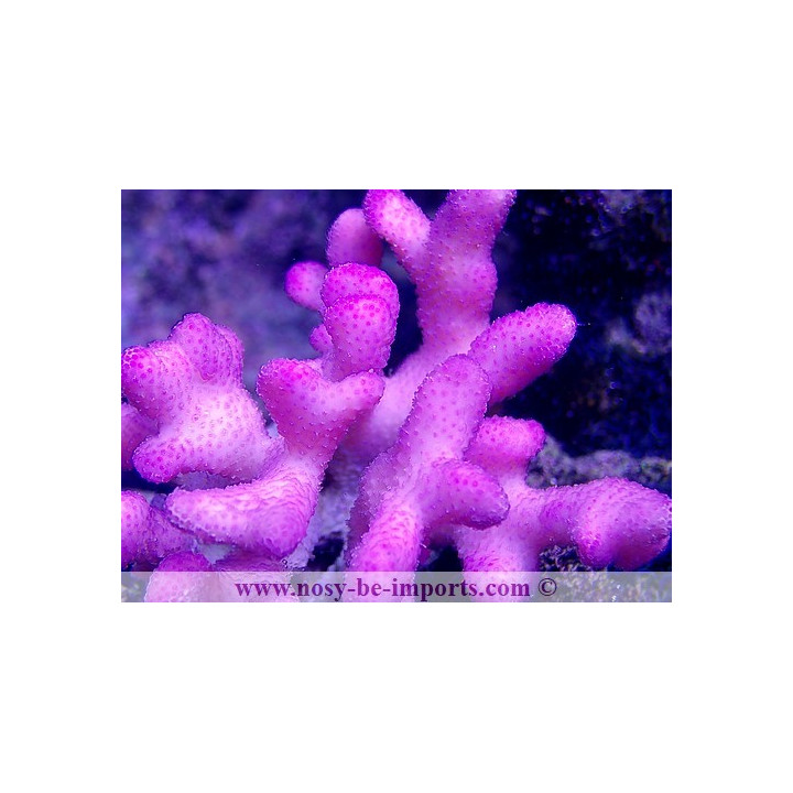 Stylophora sp. rose Tonga WYSIWYG