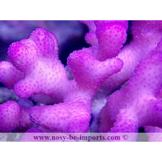 Stylophora sp. rose Tonga WYSIWYG