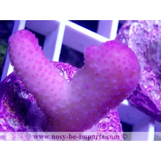 Stylophora sp. rose Tonga bouture M WYSIWYG