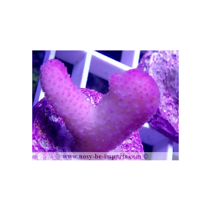 Stylophora sp. rose Tonga bouture M WYSIWYG