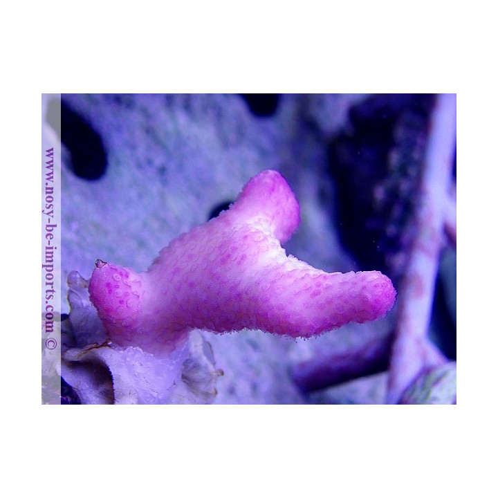 Stylophora sp. rose Tonga bouture M WYSIWYG