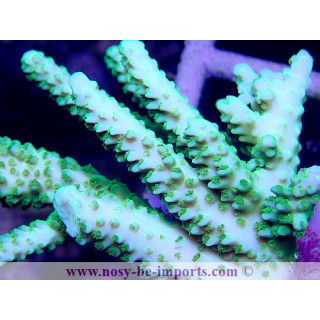 Acropora sp. (Indo) WYSIWYG