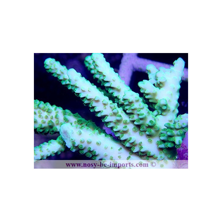 Acropora sp. (Indo) WYSIWYG