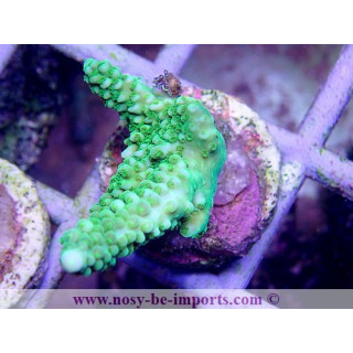 Acropora sp. (Indo) Bouture M WYSIWYG