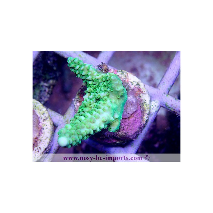 Acropora sp. (Indo) Bouture M WYSIWYG