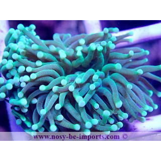 Euphyllia glabrescens vert Premium Australie WYSIWYG