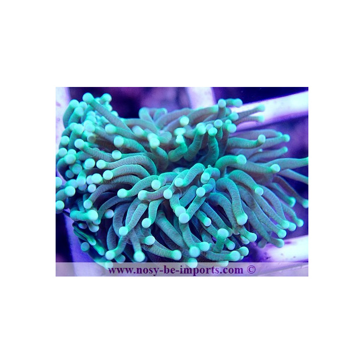 Euphyllia glabrescens vert Premium Australie WYSIWYG