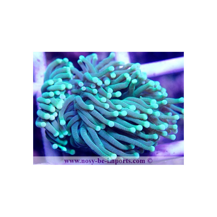 Euphyllia glabrescens vert Premium Australie WYSIWYG