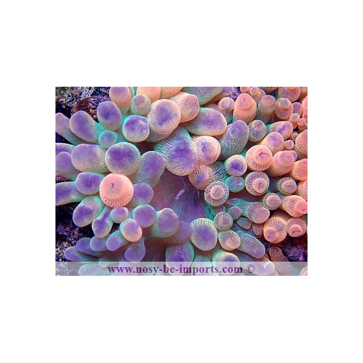 Entacmea quadricolor tricolore WYSIWYG