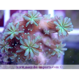 Galaxea fascicularis bouture WYSIWYG