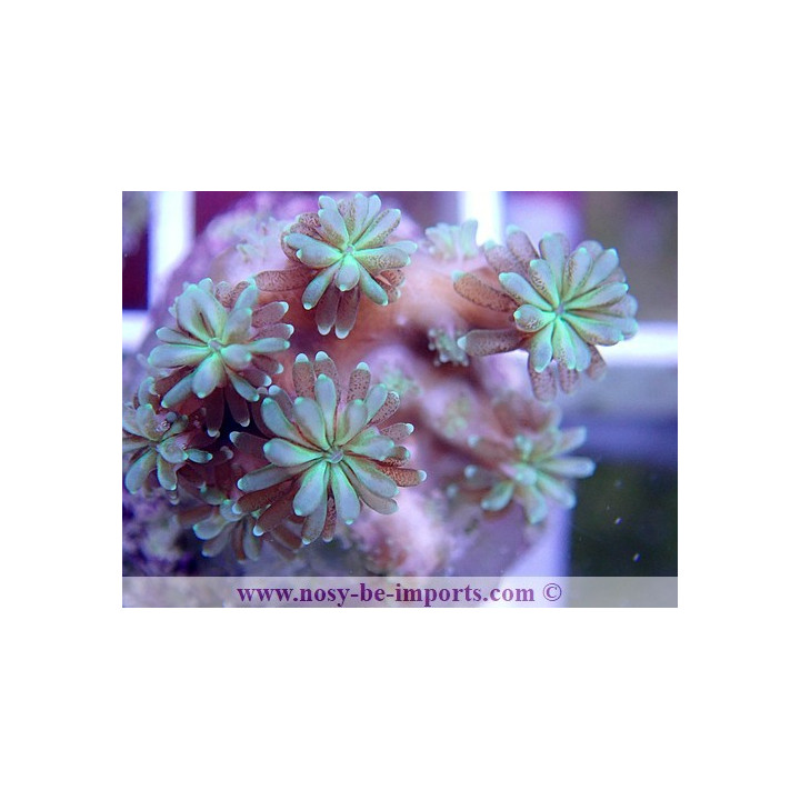 Galaxea fascicularis bouture WYSIWYG