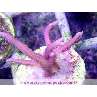 Seriatopora hystrix rose bouture WYSIWYG
