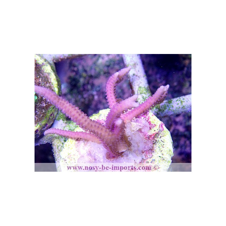 Seriatopora hystrix rose bouture WYSIWYG