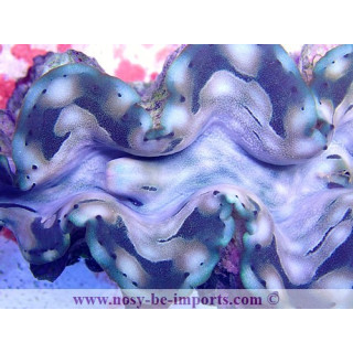 Tridacna squamosa ELEVAGE WYSIWYG