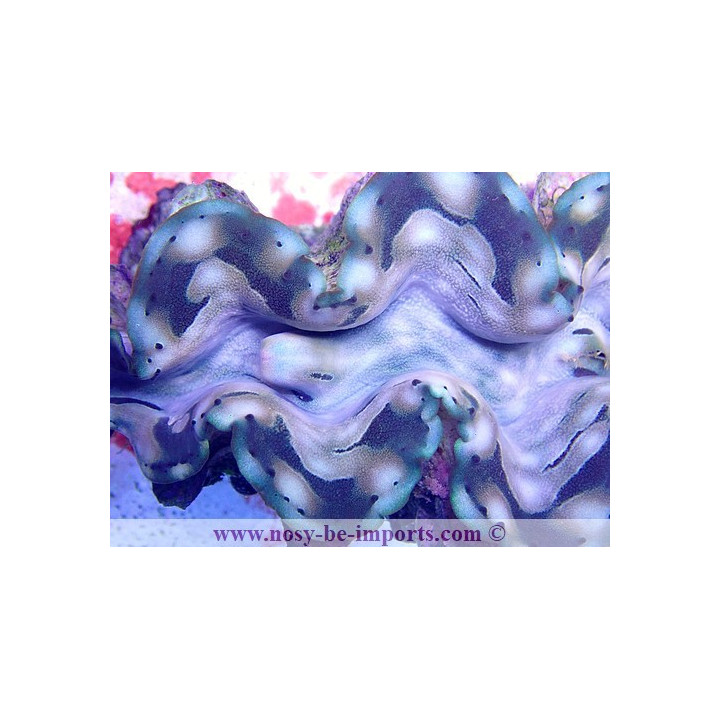 Tridacna squamosa ELEVAGE WYSIWYG