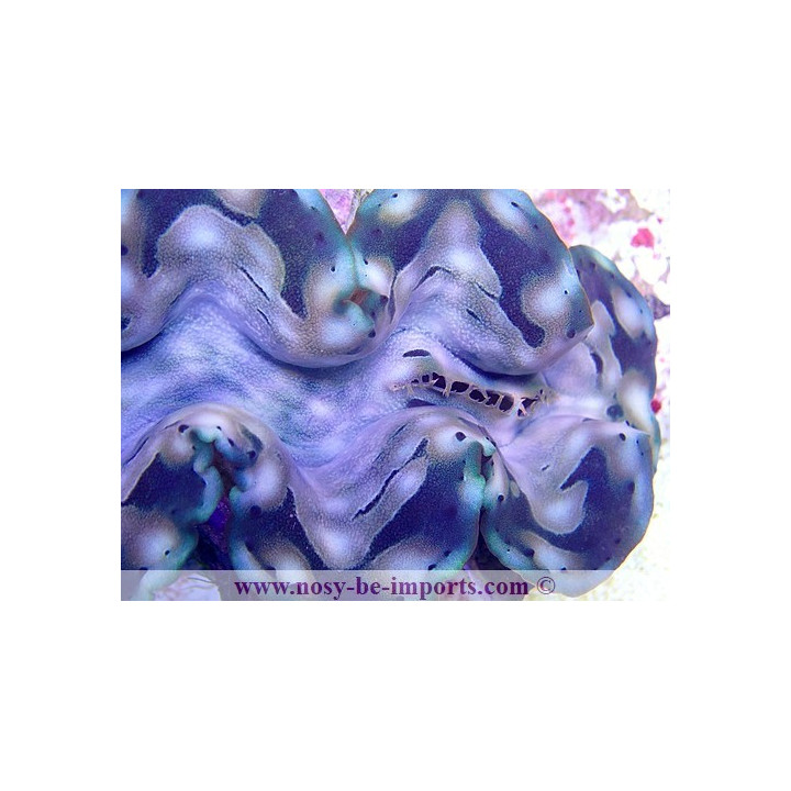 Tridacna squamosa ELEVAGE WYSIWYG