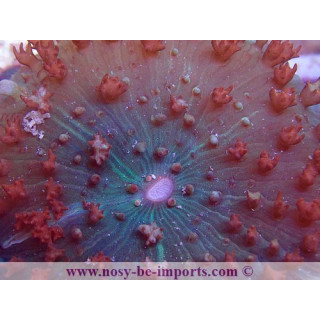 Rhodactis sanctithomae rouge WYSIWYG