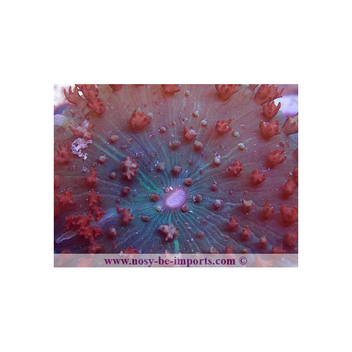 Rhodactis sanctithomae rouge WYSIWYG