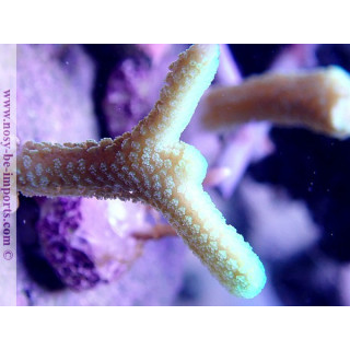 Seriatopora caliendrum bouture WYSIWYG