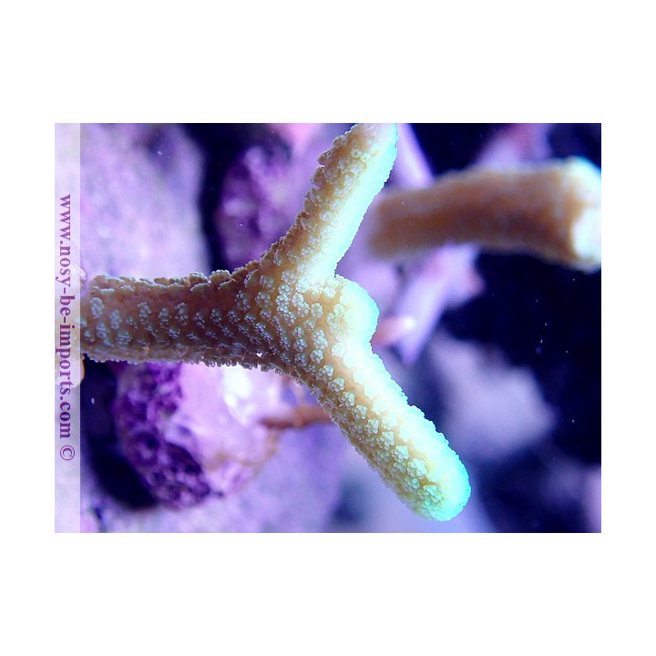 Seriatopora caliendrum bouture WYSIWYG
