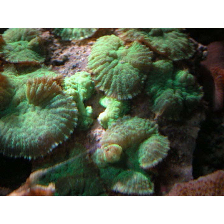Discosoma spec. Green M