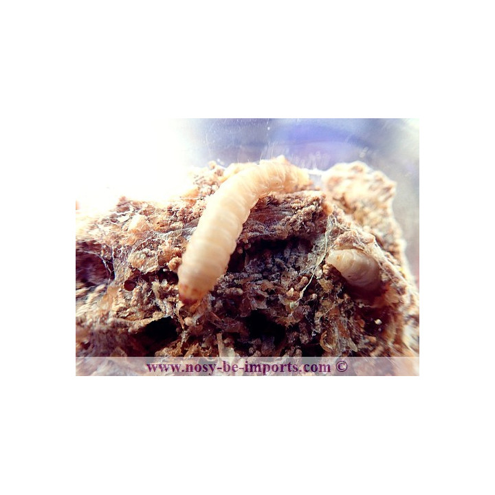 Teignes de ruche avec substrat (Galleria mellonella)