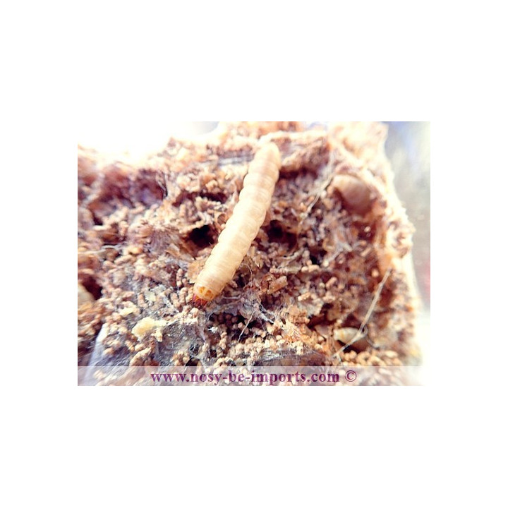Teignes de ruche avec substrat (Galleria mellonella)