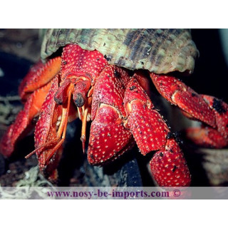 Coenobita perlatus - bernard l'hermite terrestre