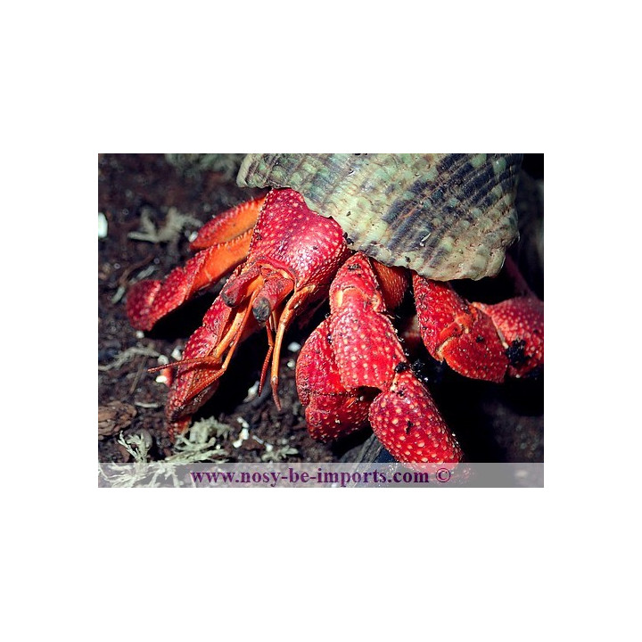 Coenobita perlatus - bernard l'hermite terrestre