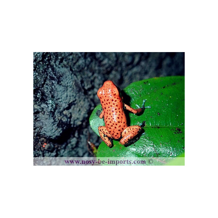 Oophaga pumilio Cristobal