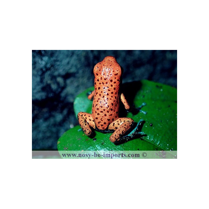 Oophaga pumilio Cristobal