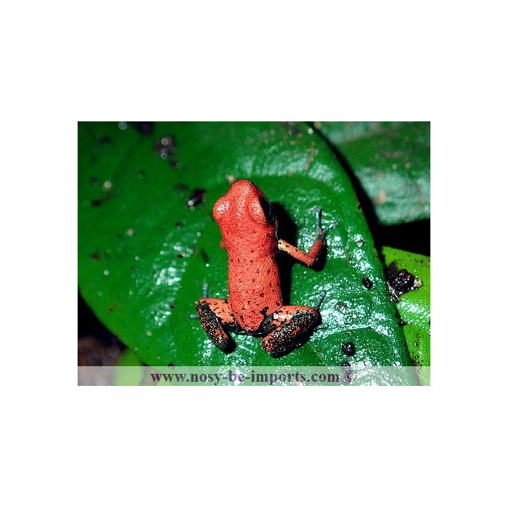 Oophaga pumilio Cristobal