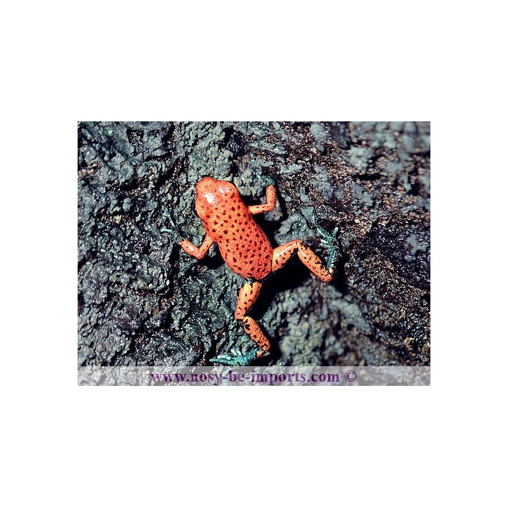 Oophaga pumilio Cristobal