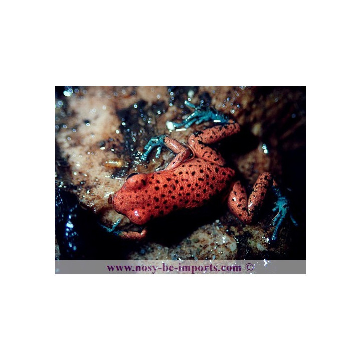 Oophaga pumilio Cristobal