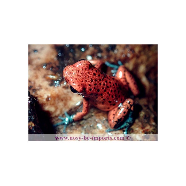 Oophaga pumilio Cristobal