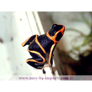 Ranitomeya summersi