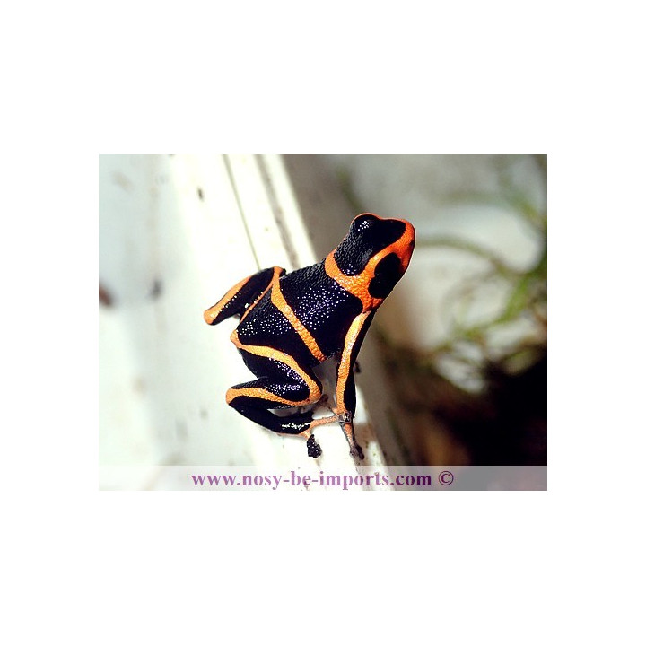Ranitomeya summersi